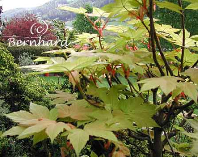 acer_pseudoplatanus_brilli5.jpg