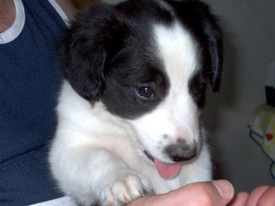 hundi6.7_2.JPG