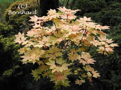 acer_pseudoplatanus_brilli6.jpg