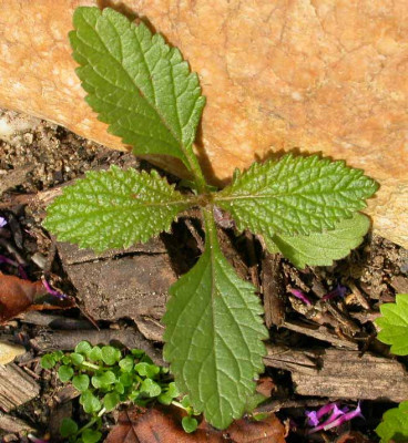 Verbena_bonariensis_Saemling.jpg