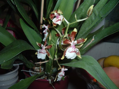 gefleckte_Orchidee.jpg