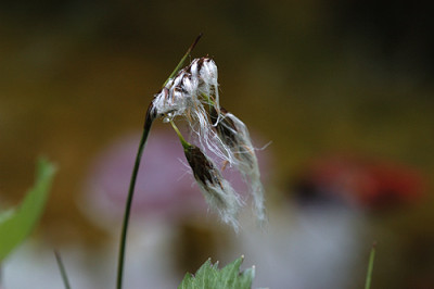 Sumpfwollgras_4647.jpg