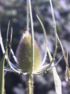PHTO0238.JPG