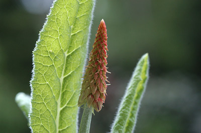 Primula_vialii_4653.jpg