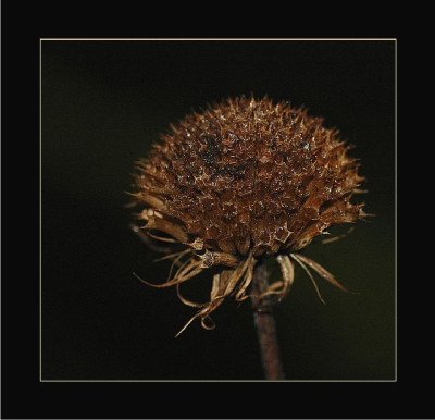 Verbluhtes__Diverse_2_22-01-06.jpg