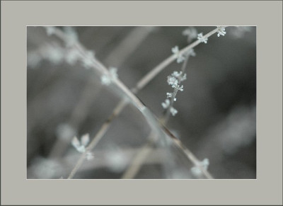 Graues_Perovskia_2_22-01-06.jpg