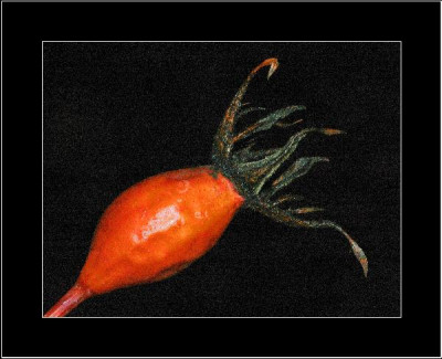 Farbe_Hagebutten_1_22-01-06.jpg