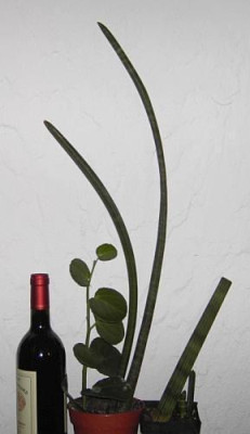 Sansevieria_stuckyi_und_cylindrica.jpg