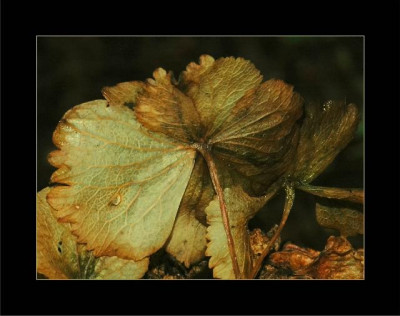 Verbluhtes_Diverse_3_22-01-06.jpg