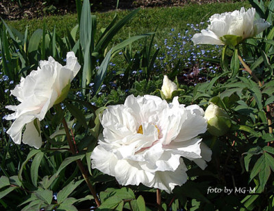 Imgp5713-Renkaku.jpg