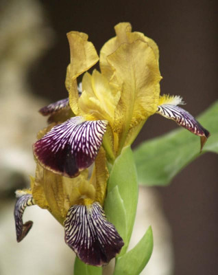 iris_variegata_knorbs_2006--06-07.jpg