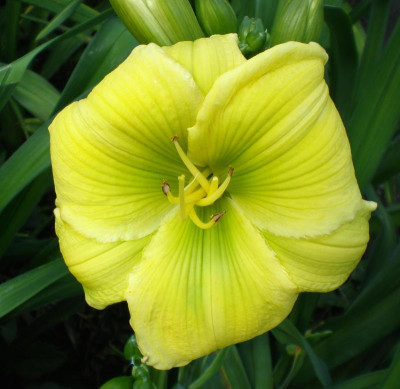 Calypso Green 2015.jpg