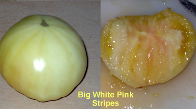 Big_White_Pink_Stripes1-16.09.05_001.jpg