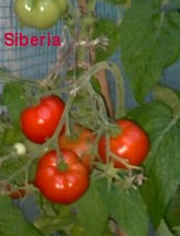 Siberia_1-29.08.05_003.jpg