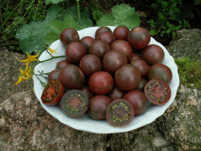 black-cherry_va.jpg