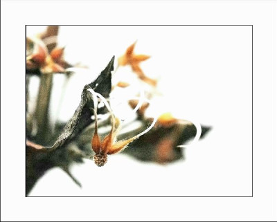 Verbluhtes_Clematis_4_22-01-06.jpg