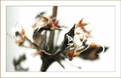 Verbluhtes_Clematis_5_22-01-06.jpg