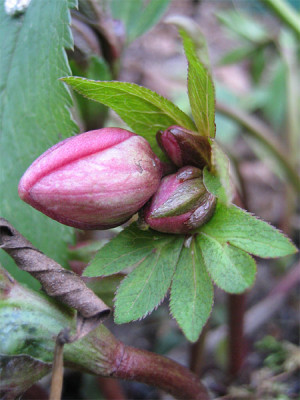helleborus_26_jan.jpg