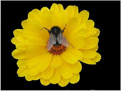 blume.JPG