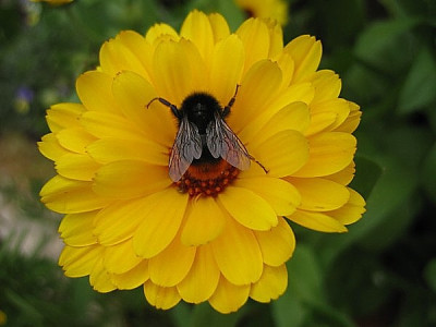 blume1.JPG