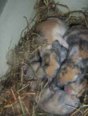 Babies_3_Kopie.jpg