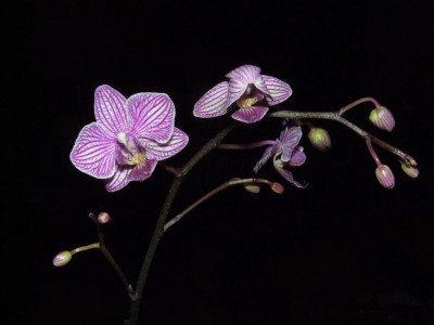 Phalaenopsis_Sogo_Fairyland.jpg