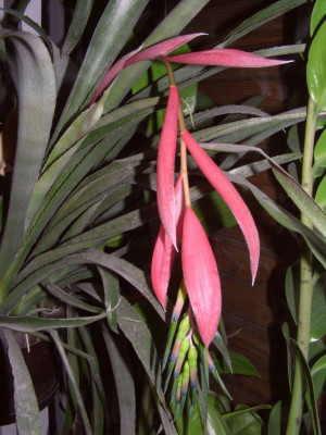 Billbergia_nutans.jpg