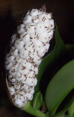 Stenospermation_marantifolium.jpg