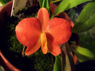 Sophronitis_coccinea.jpg