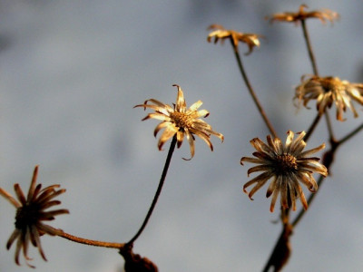 Trockenblumen_Jan_2006.jpg