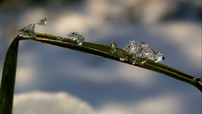geknicktes-Gras.jpg