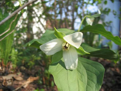 Trillium_cernuum.JPG