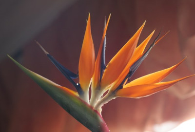 strelitzia_reginae_2662.jpg