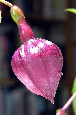 FuchsVoodo.jpg