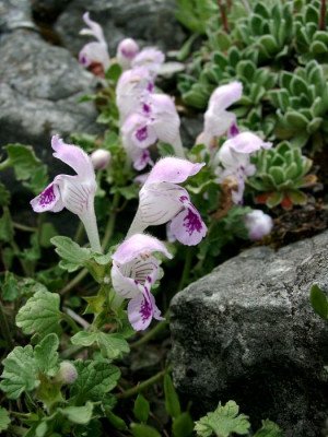 05080035_Lamium.JPG