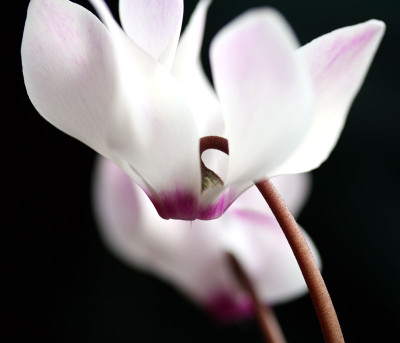 Cyclamen-1.jpg