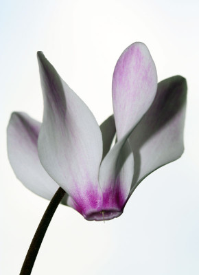 Cyclamen-2.jpg