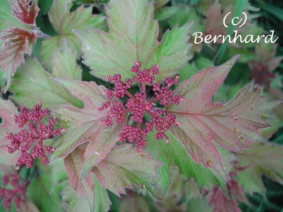 viburnum_sargentii_onondaga3.jpg