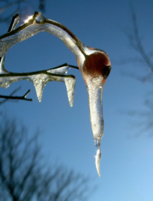 Hagebutte_gefangen_290206.jpg