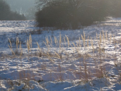 29_januar_0511.jpg