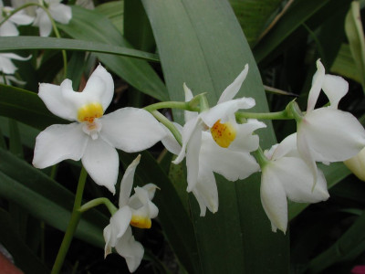 Osmoglossum_pulchellum.jpg