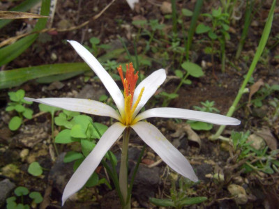 Crocus_fleischeri_06.jpg