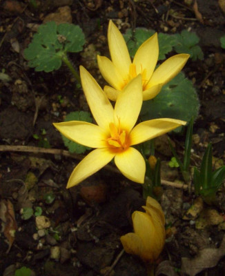 Crocus_vitellinus_06.jpg