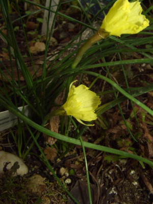 Narcissus_romieuxii_ssp._romieuxii.jpg