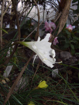 Narcissus_albidus_.jpg