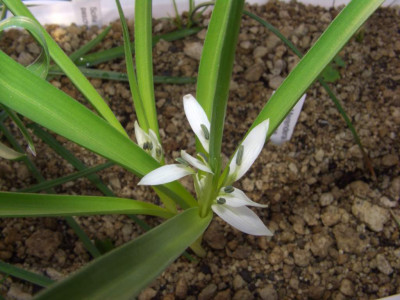 Merendera_jolanthae.jpg