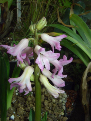 Hyacinthus_orientalis.jpg