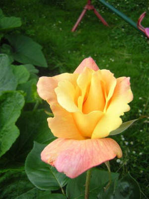rose_unbekannt.jpg
