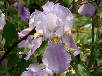 Iris_U05.jpg