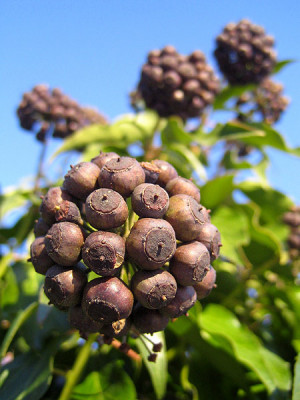 hedera_helix_frucht_01_kl.jpg